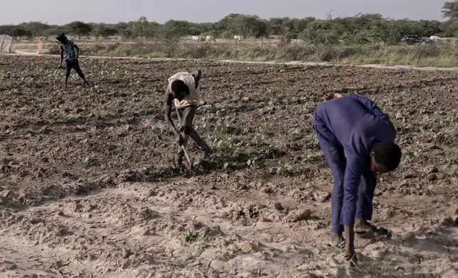 Seydou Sow, a farmer, right, works in his okra fields with some helpers near Savoigne, Saint-Louis region, Senegal, Oct. 11, 2025. (AP Photo/Andrea Ferro)