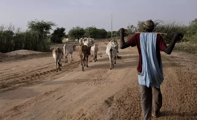 A herder grazes his herd of bovines near Savoigne, Saint-Louis region, Senegal, Oct. 11, 2025. (AP Photo/Andrea Ferro)