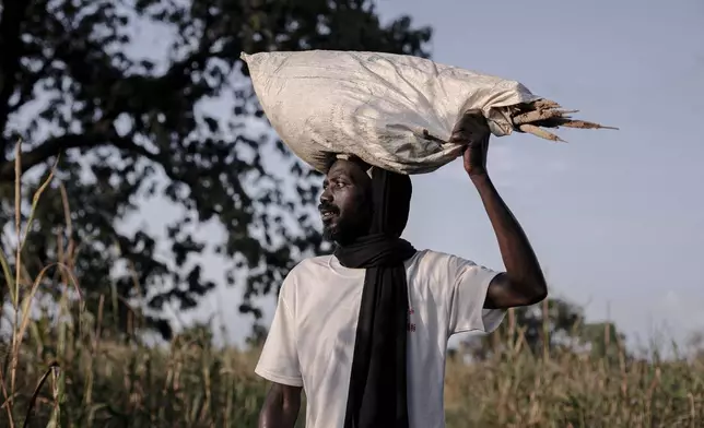 Fode Diome, a farmer, returns from the fields where he grows millet near Ndofane, Kaolack region, Senegal, Oct. 14, 2025. (AP Photo/Andrea Ferro)