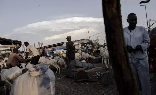 Cattle are for sale at the big livestock market in Dakar, one of the largest in Senegal, Oct. 26, 2025. (AP Photo/Andrea Ferro)