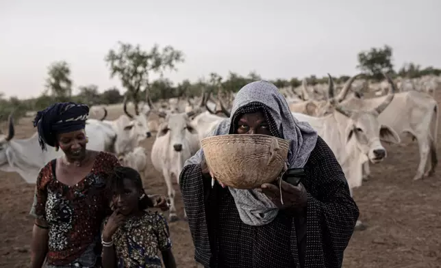 A Peul, a herder who has traditionally raised animals across lands from Senegal to Nigeria, drinks freshly milked cow's milk from one of his cattle in Labgar, Louga region, Senegal, Oct. 16, 2025. (AP Photo/Andrea Ferro)