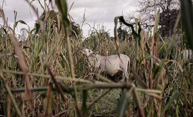 Cattle are left to graze and feed in millet fields that have already been harvested near Ndofane, Kaolack region, Senegal, Oct. 14, 2025. (AP Photo/Andrea Ferro)