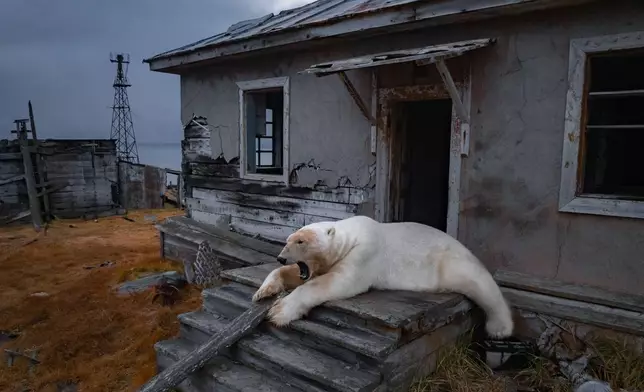 A polar bear rests on the stairs of an abandoned research station on Koluchin Island off of Chukotka, Russia, Sept. 18, 2025. (AP Photo/Vadim Makhorov, File)
