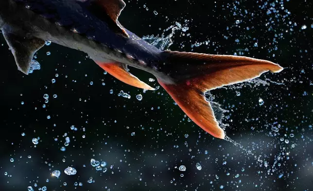 The powerful tail of a sturgeon propels the fish airborne, on July 23, 2025, in Augusta, Maine. (AP Photo/Robert F. Bukaty, File)