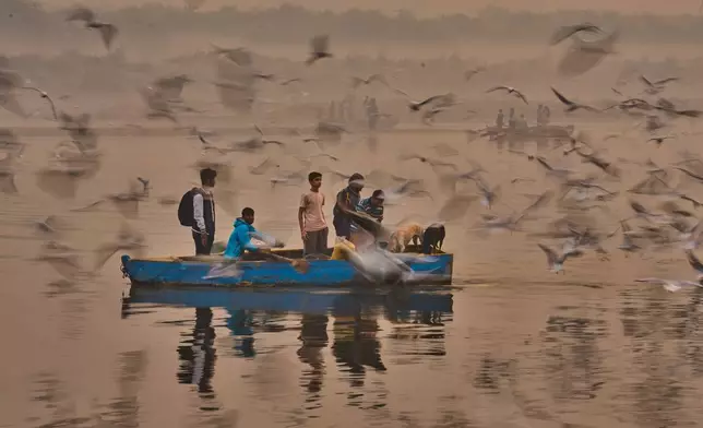 Migratory birds surround a boat as people feed them early in the morning near the banks of the river Yamuna in New Delhi, on Nov. 2, 2025. (AP Photo/Rajesh Kumar Singh, File)