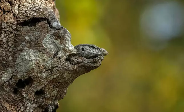 A Monitor Lizard rests on a tree inside the Kaziranga National Park in Kaziranga, India, March 4, 2025. (AP Photo/Anupam Nath, File)