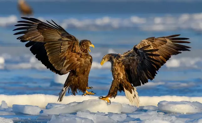 A couple of White-tailed eagles fight while hunting at the Bosfor Vostochny channel in Vladivostok, Russia, Feb. 10, 2025. (AP Photo/Anton Balashov, File)