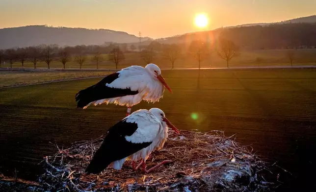 A stork couple is backdropped by the rising sun after a night of minus seven degrees Celsius (19.4 Fahrenheit) weather, on a field in Wehrheim near Frankfurt, Germany, Feb. 19, 2025. (AP Photo/Michael Probst, File)