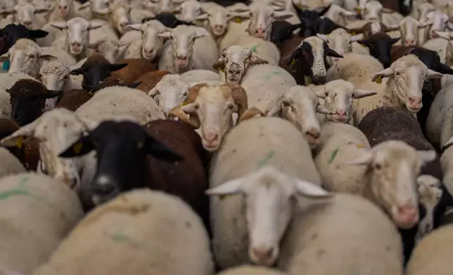 A herd of sheep is guided through central Madrid, Spain, as shepherds lead them through the streets in defense of ancient grazing and migration rights, Oct. 19, 2025, in Madrid, Spain. (AP Photo/Manu Fernandez, File)