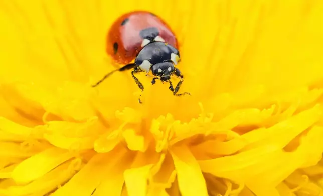 A ladybug sits on a dandelion flower at a park in Tallinn, Estonia, May 25, 2025. (AP Photo/Sergei Grits, File)