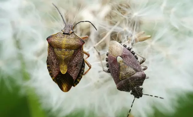 Brown marmorated stink bugs sit on a dandelion flower at a park in Tallinn, Estonia, May 25, 2025. (AP Photo/Sergei Grits, File)