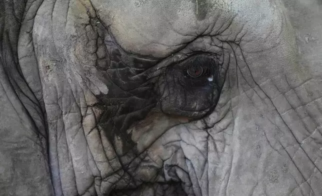 A female African elephant named Pupy stands in her enclosure at the Ecoparque in Buenos Aires, Argentina, March 25, 2025, as she is trained for her relocation to a sanctuary in Brazil. (AP Photo/Natacha Pisarenko, File)