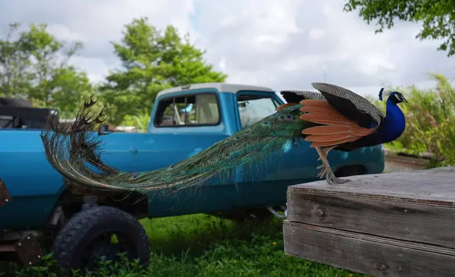 A peacock alights next to a pickup truck at Mack's Fish Camp, a family-owned airboat tour business and campground on the Eastern edge of the Everglades, May 28, 2025, near Miramar, Fla. (AP Photo/Rebecca Blackwell, File)