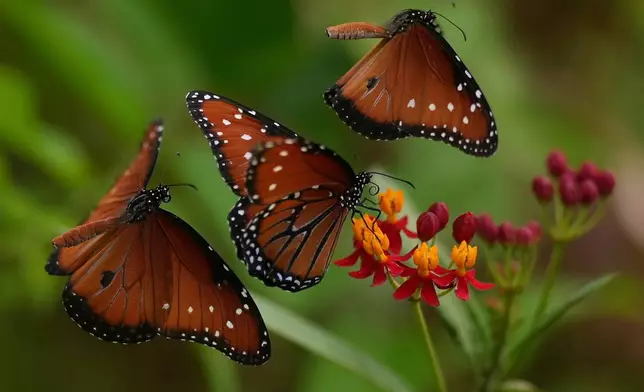 Butterflies gather around flowers along the Riverwalk, July 18, 2025, in San Antonio. (AP Photo/Eric Gay, File)