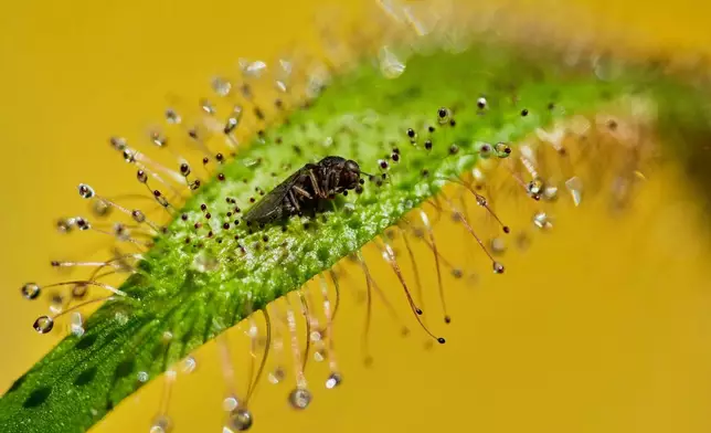 A Drosera capensis plant traps an insect at a carnivorous plant exhibit at the Botanical Garden in Bogota, Colombia, April 3, 2025. (AP Photo/Fernando Vergara, File)