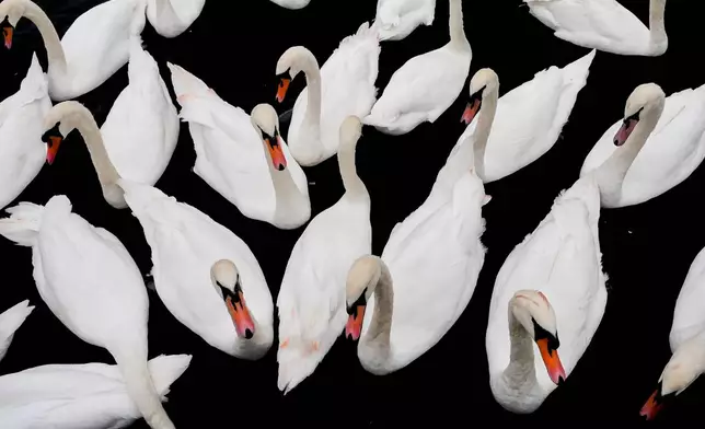 Mute swans float on the River Thames, Oct. 10, 2025, in Windsor, England. (AP Photo/Julia Demaree Nikhinson, File)