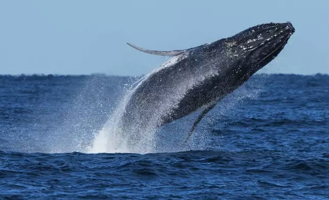 A humpback whale breaches off the coast of Port Stephens north of Sydney, Australia, June 18, 2025. (AP Photo/Mark Baker, File)