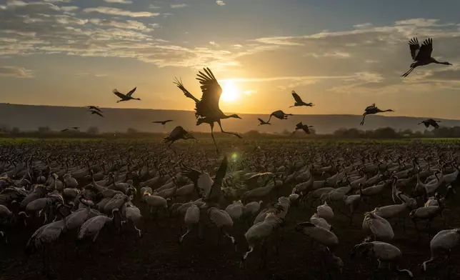 Migrating cranes flock at sunrise in Hula Lake conservation area, north of the Sea of Galilee, northern Israel, Jan. 23, 2025. (AP Photo/Ariel Schalit, File)