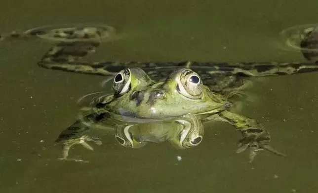 A frog swims in a pond behind the Bellevue Palace in Berlin, Germany, May 12, 2025. (AP Photo/Markus Schreiber, File)