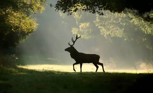 A stag is silhouetted as it walks through a forest in the Taunus region near Frankfurt, Germany, Oct. 1, 2025. (AP Photo/Michael Probst, File)