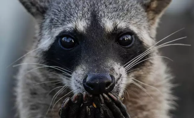A raccoon eats peanuts on the boardwalk in Panama City, March 23, 2025. (AP Photo/Matias Delacroix, File)