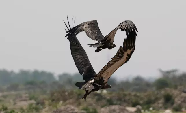 Vultures fly over the decomposed body of an animal, unseen, in Jammu, India, May 27, 2025. (AP Photo/Channi Anand, File)