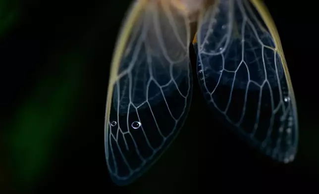 The veins of an adult periodical cicada's translucent wings are illuminated shortly after shedding its nymphal skin after a heavy rain, May 16, 2025, in Cincinnati. (AP Photo/Carolyn Kaster, File)