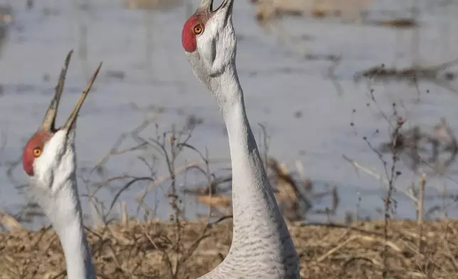 Sandhill cranes are seen at the Wheeler National Wildlife Refuge, Jan. 13, 2025, in Decatur, Ala. (AP Photo/George Walker IV, File)