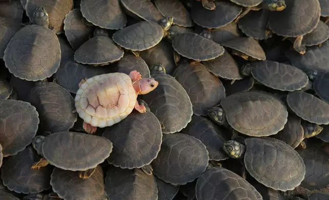 An albino turtle hatchling sits among other Arrau turtles (podocnemis expansa) ahead of their release at the Abufari Biological Reserve, in Tapaua, Amazonas state, Brazil, Nov. 17, 2025. (AP Photo/Edmar Barros, File)