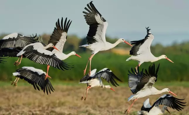 Storks fly over fields in Buettelborn near Frankfurt, Germany, Sept. 23, 2025. (AP Photo/Michael Probst, File)