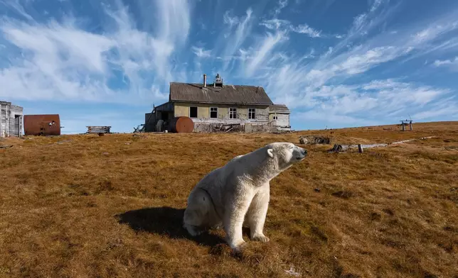 A polar bear is seen in front of an abandoned research station on Koluchin Island, off Chukotka, Russia, in the country's Far East, Sept. 14, 2025. (AP Photo/Vadim Makhorov, File)