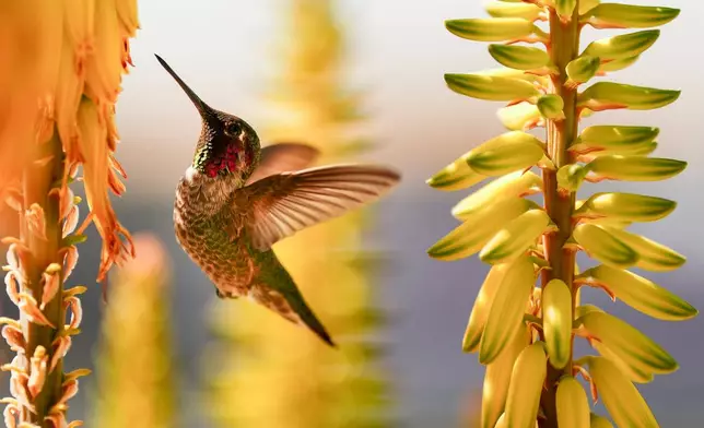 A hummingbird drinks from a flower in a garden on the outfield lawn before a spring training baseball game between the Kansas City Royals and the Athletics, Feb. 24, 2025, in Surprise, Ariz. (AP Photo/Lindsey Wasson, File)