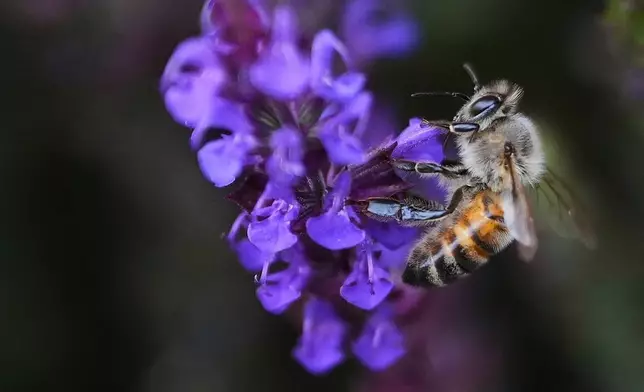 A bee collects pollen from a blue salvia, part of the blue, green, and white flower color scheme at the All England Lawn Tennis and Croquet Club, ahead of the Wimbledon Championships in London, June 25, 2025. (AP Photo/Kirsty Wigglesworth, File)