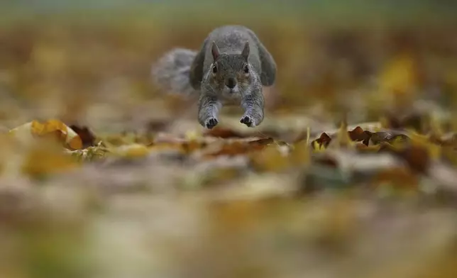 A grey squirrel jumps amongst autumn leaves in a London park, Nov. 4, 2025. (AP Photo/Kin Cheung, File)