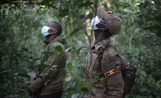 Chimpanzee trackers follow a troop of the primates in Kibale Forest National Park near Fort Portal, Uganda, Wednesday, Dec. 3, 2025. (AP Photo/Patrick Onen)