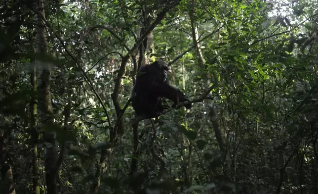 A chimpanzee sits in a tree in Kibale Forest National Park near Fort Portal, Uganda, Wednesday, Dec. 3, 2025. (AP Photo/Patrick Onen)