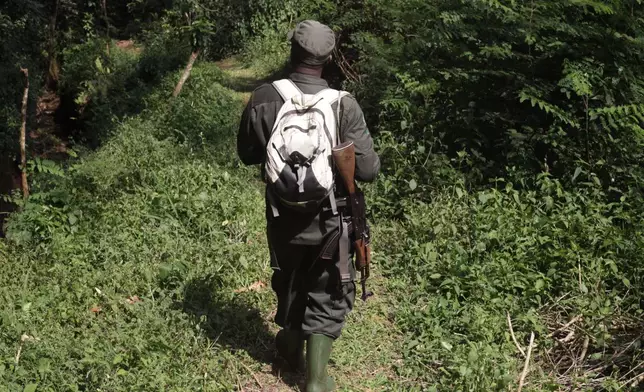 A chimpanzee tracker follows a troop of the primates in Kibale Forest National Park near Fort Portal, Uganda, Wednesday, Dec. 3, 2025. (AP Photo/Patrick Onen)