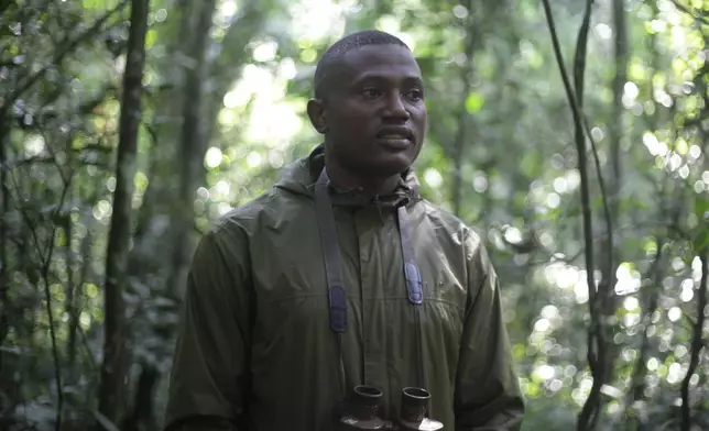 Chimpanzee tracker Onesmas Ainebyona speaks with the Associated Press in Kibale Forest National Park near Fort Portal, Uganda, Wednesday, Dec. 3, 2025. (AP Photo/Patrick Onen)