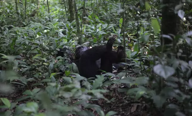 A chimpanzee rests on the forest floor in Kibale Forest National Park near Fort Portal, Uganda, Wednesday, Dec. 3, 2025. (AP Photo/Patrick Onen)