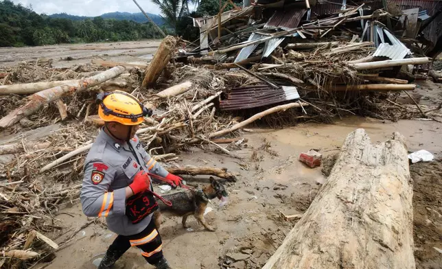 A rescuer leads a sniffer dog during a search operation for flood victims in Batang Toru, North Sumatra, Indonesia, Wednesday, Dec. 3, 2025. (AP Photo/Binsar Bakkara)