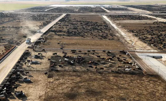 Trucks carrying grain drive past cattle in pens at the Darr Feedlot in Cozad, Neb., Friday, Dec. 5, 2025. (AP Photo/Thomas Peipert)