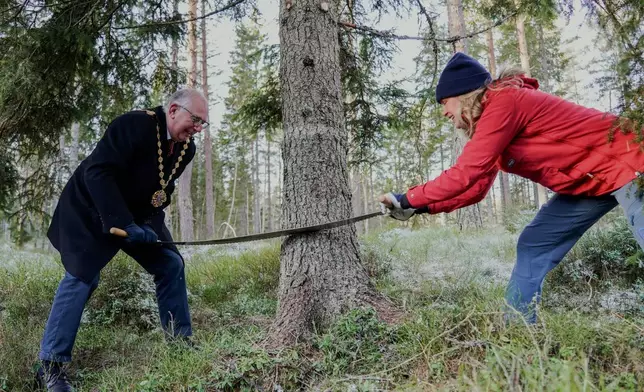 Oslo Mayor Anne Lindboe, right and Lord Mayor of Westminster, Paul Dimoldenberg, cut down the annual Christmas tree for London, in Oslo, Norway, Friday, Nov. 21, 2025. (Jonas Faeste Laksekjoen/NTB Scanpix via AP)