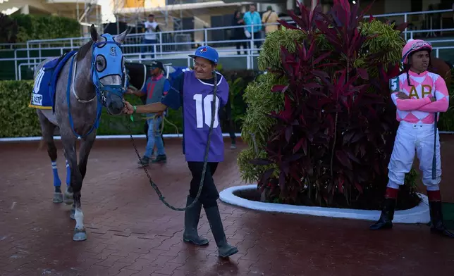 A groom parades a horse in the paddock before a race during the 56th Jockey Challenge at the Rinconada racetrack in Caracas, Venezuela, Sunday, Dec. 14, 2025.(AP Photo/Arian Cubillos)