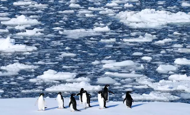 Adelie penguins stand on a block of floating ice at Yalour Islands in Antarctica, Monday, Nov. 24, 2025. (AP Photo/Mark Baker)
