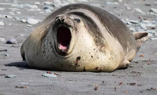 A elephant seal reacts at Walker Island in Antarctica, Wednesday, Nov. 26, 2025. (AP Photo/Mark Baker)