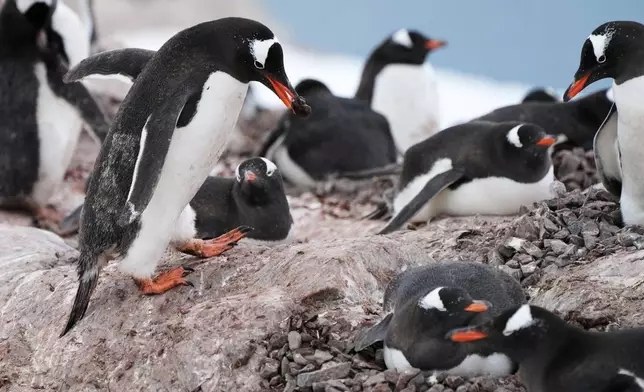 Gentoo penguins nest at Neko Harbour in Antarctica, Saturday, Nov. 22, 2025. (AP Photo/Mark Baker)