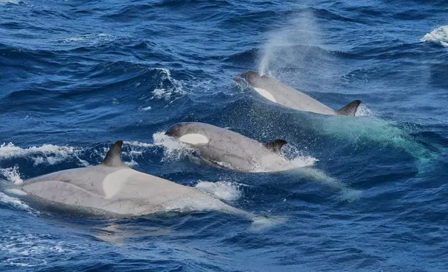 A pod of orcas swim in the Drake Passage en route to Antarctica, Friday, Nov. 21, 2025. (AP Photo/Mark Baker)