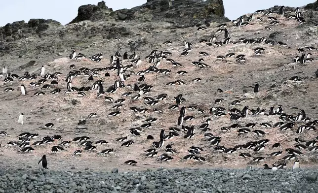 Gentoo penguins nest at Walker Island in Antarctica, Wednesday, Nov. 26, 2025. (AP Photo/Mark Baker)