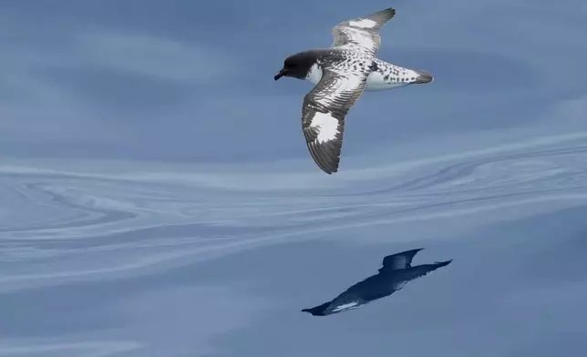 A Pintado petrel flys over the Drakes Passage on the way to Antarctica, Thursday, Nov. 20, 2025. (AP Photo/Mark Baker)