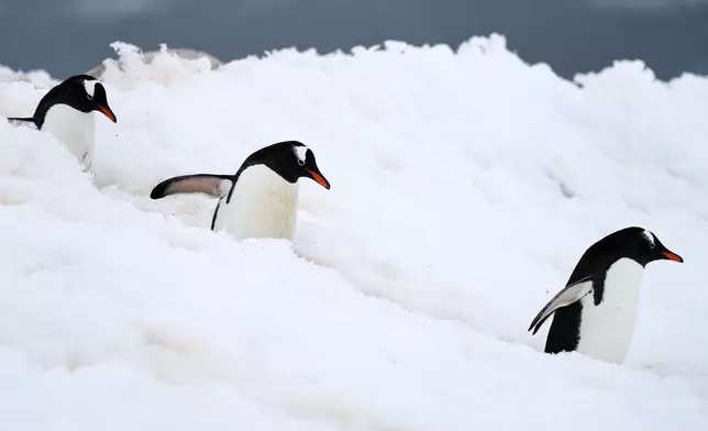Gentoo penguins walk at Neko Harbour in Antarctica, Saturday, Nov. 22, 2025. (AP Photo/Mark Baker)